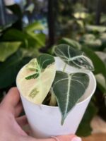 Alocasia black velvet pink #1 - obrazek 2