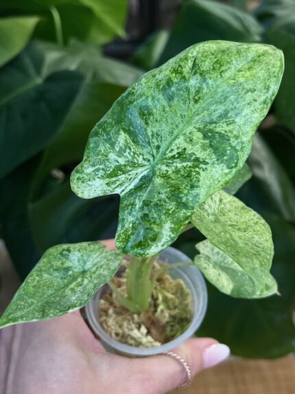 Alocasia macrorrhiza splash #2