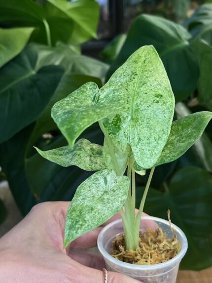 Alocasia macrorrhiza splash #3