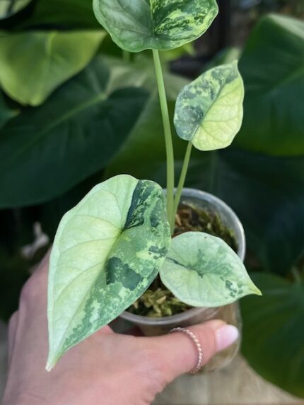 Alocasia dragon scale albo variegata #5