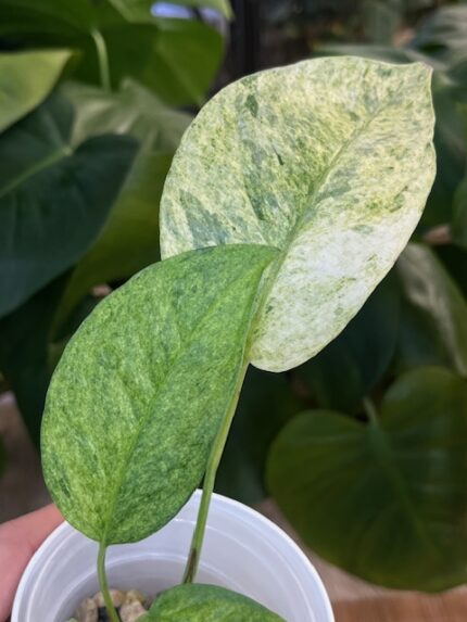 Epipremnum pinnatum cream mint variegata #1