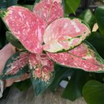 Aglaonema Cochin Tricolor #1