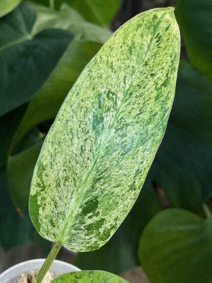 Philodendron Whipple Way mint #8