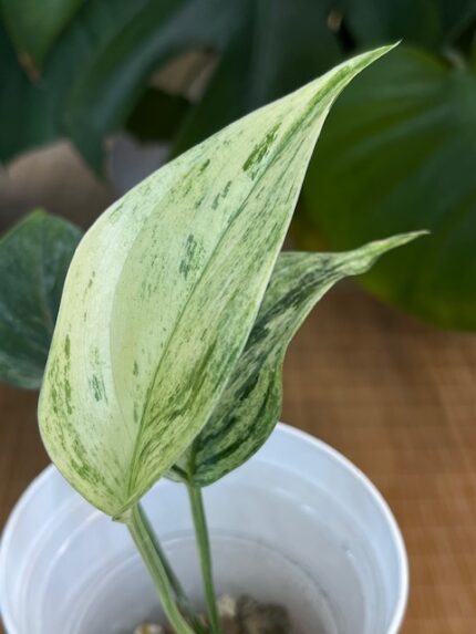 Scindapsus hederaceous blue albo marble #2