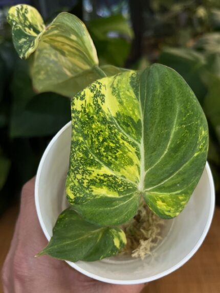 Philodendron Gloriosum Tricolor #2