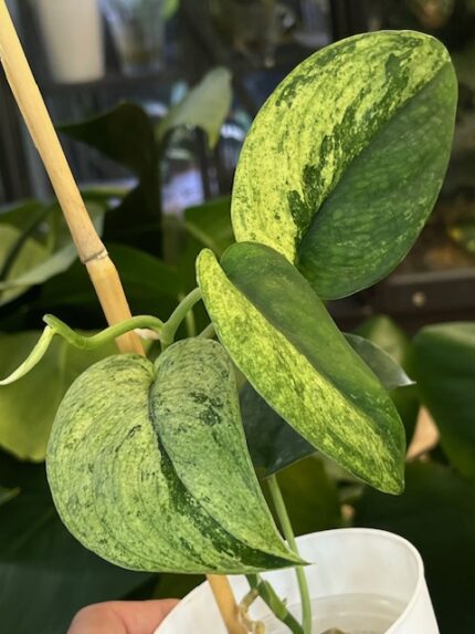 Scindapsus jade satin marble #1
