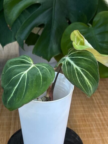 Philodendron Gloriosum Tricolor #1/regres