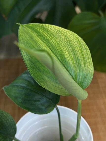 Scindapsus White Monster #1