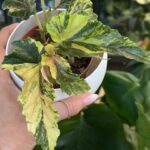 Begonia Ginny Galaxy Variegata #1