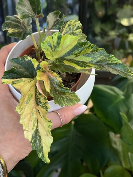 Begonia Ginny Galaxy Variegata #1