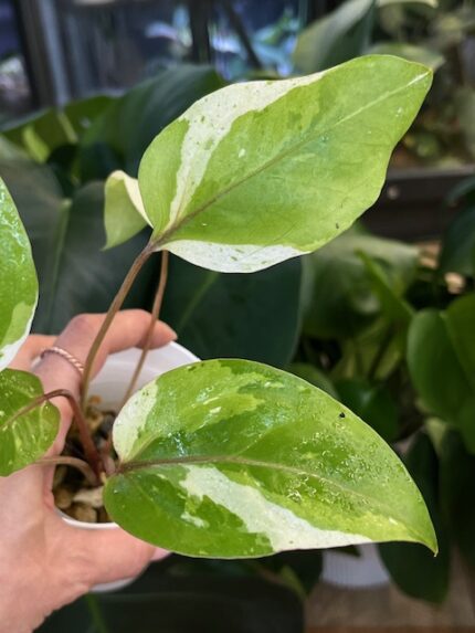 Anthurium Hookeri Pink Variegata #1