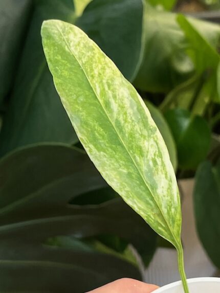 Anthurium vittarifolium variegata #1