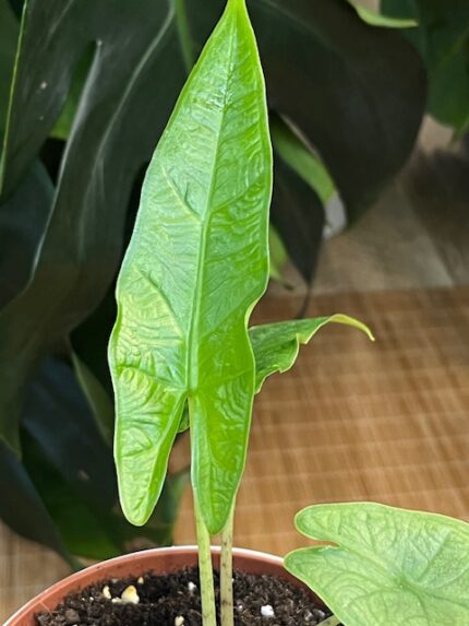 Alocasia sulawesii ‘Green Carpet’ #1