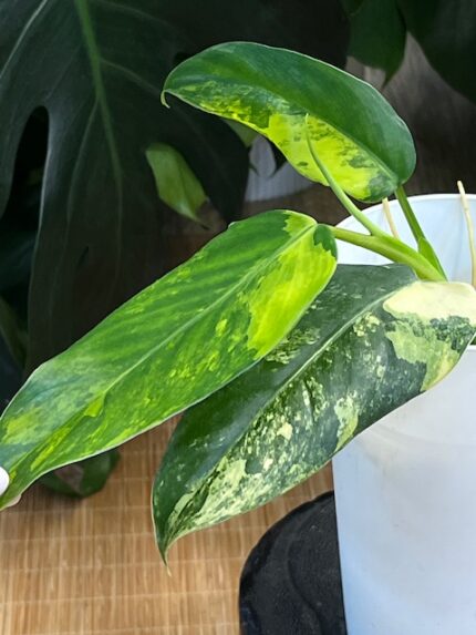 Philodendron Domesticum Variegata #1