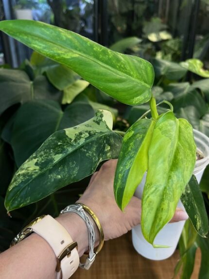 Philodendron Domesticum Variegata #2