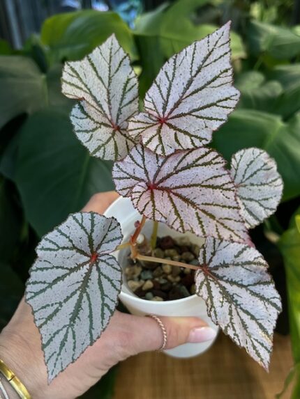 Begonia Ashura #1
