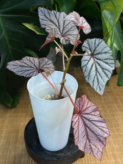 Begonia Ashura #2
