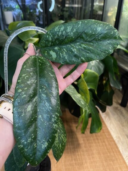 Hoya meredithii Aceh / sadzonka cięta/ duże liście