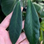 Hoya Pulchra / sadzonka cięta