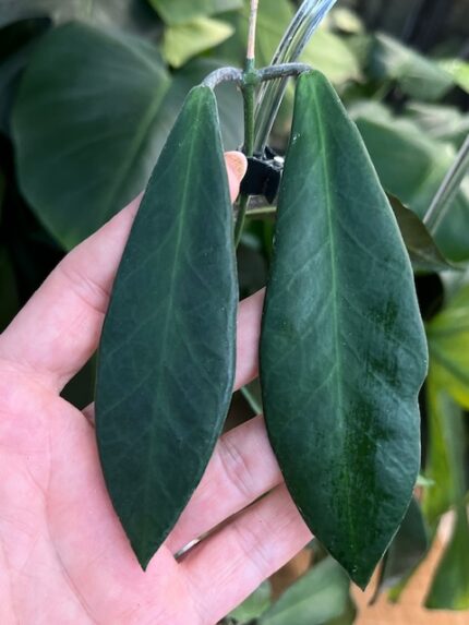 Hoya Pulchra / sadzonka cięta