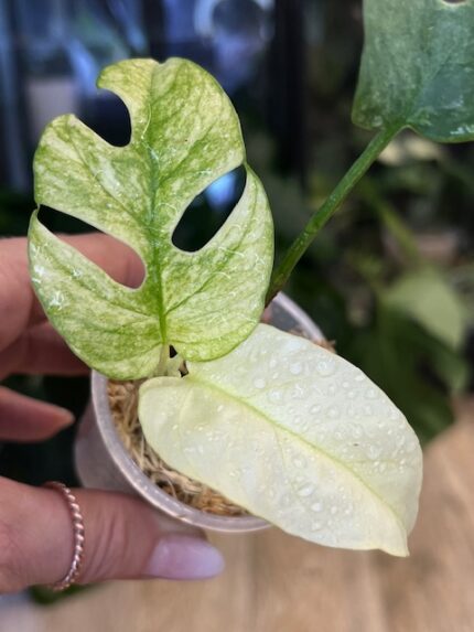Monstera Rhaphidophora tetrasperma 'White' #1