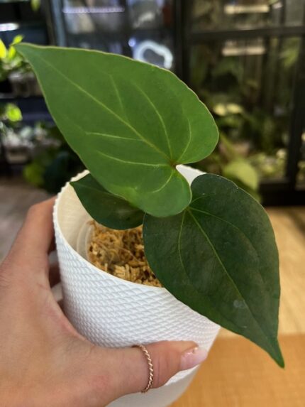 Anthurium King of Spades #5