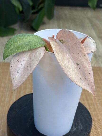 Philodendron Whipple Way #9