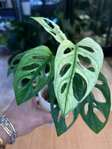 Monstera adansonii variegata #1