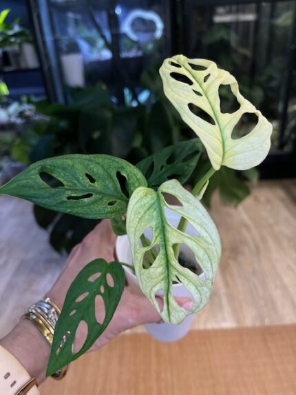 Monstera adansonii variegata #11