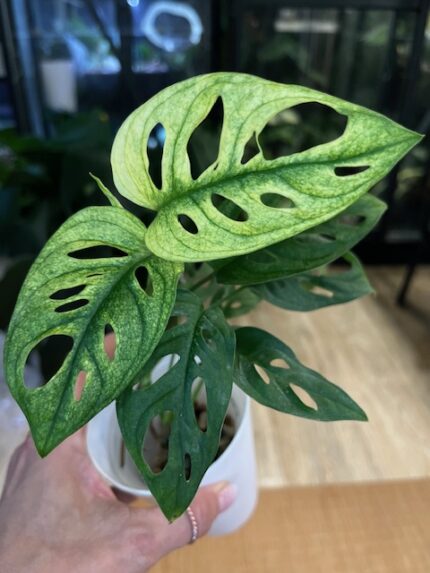 Monstera adansonii variegata #12