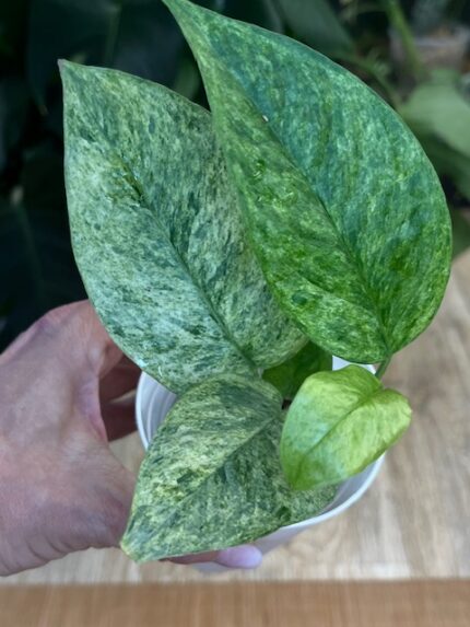 Epipremnum pinnatum cream mint variegata #3