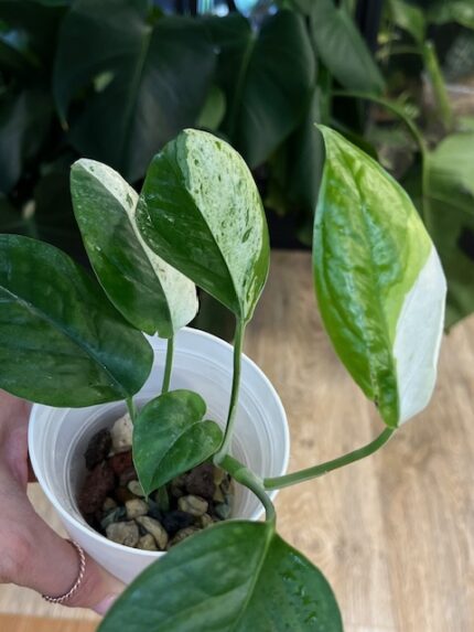 Epipremnum Pinnatum Marble Variegata #1