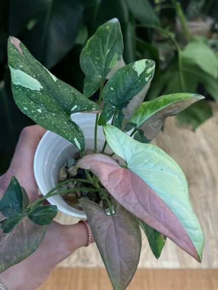 Syngonium Red Spot Tricolor #2