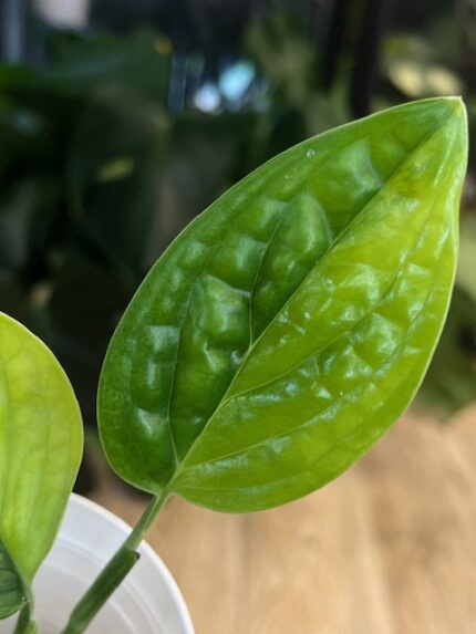Monstera peru variegata /karstenianum variegata #2