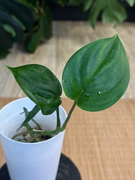 Scindapsus White Monster #2