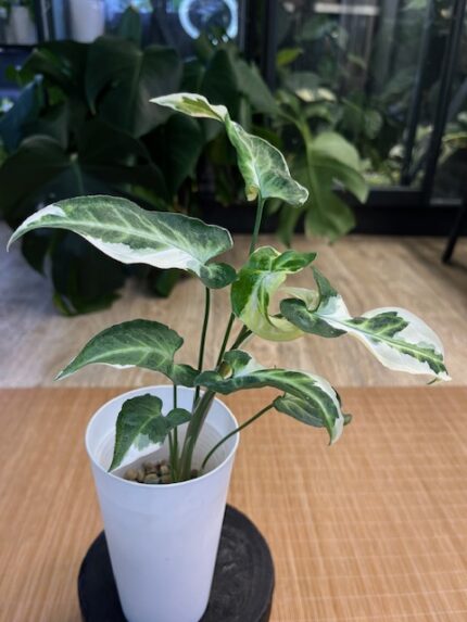 Syngonium T25 #4