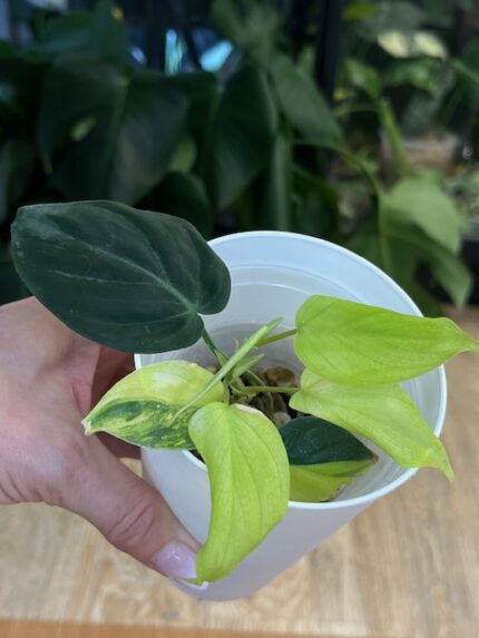 Philodendron Micans variegata #1