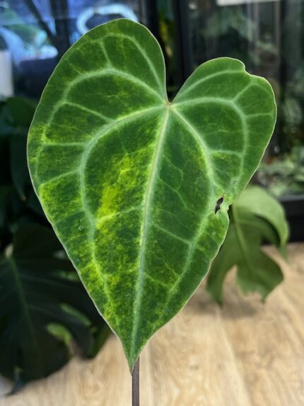 Anthurium clarinervium variegata #1