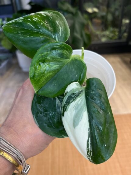 Scindapsus Treubii Moonlight variegata #1