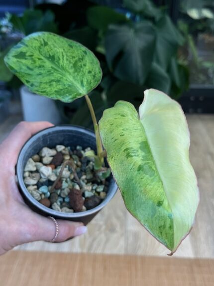 Philodendron paraiso verde albo #7