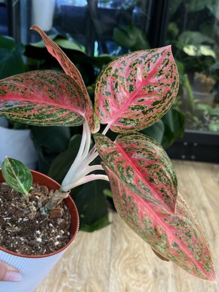 Aglaonema Jin Fen #1