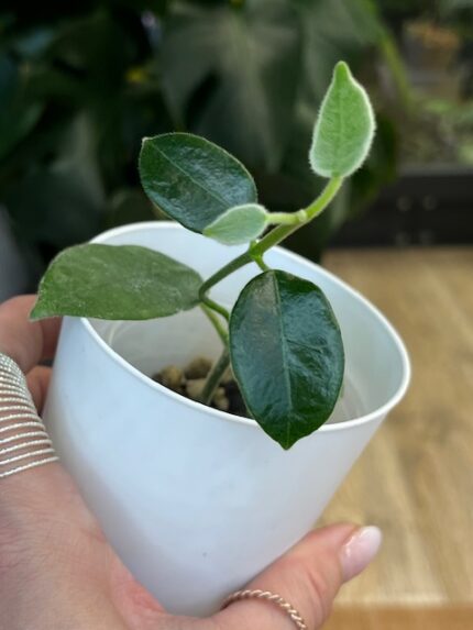 Hoya lauterbachii #1