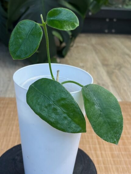 Hoya lauterbachii #2