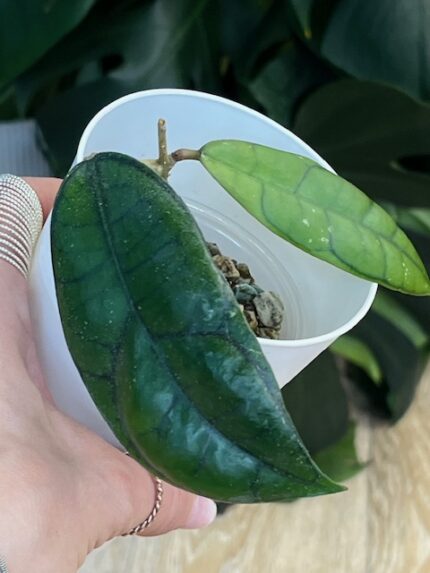 Hoya callistophylla Vena /egzotyczna piękność o niezwykłym unerwieniu liści #4