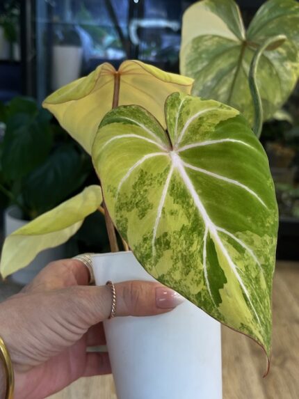 Philodendron Gloriosum Tricolor #3