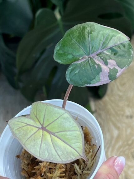 Alocasia Serendipity Variegata - Unikat #1