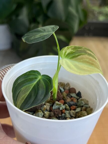 Philodendron melanochrysum variegata #2