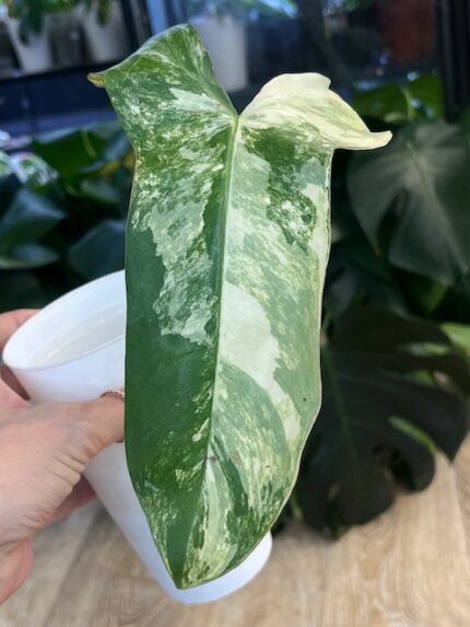 Philodendron Paradise Beauty ( Florida Beauty x Paraiso verde) #1