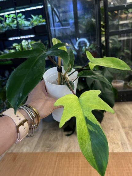 Philodendron Florida Ghost /mutacja #1