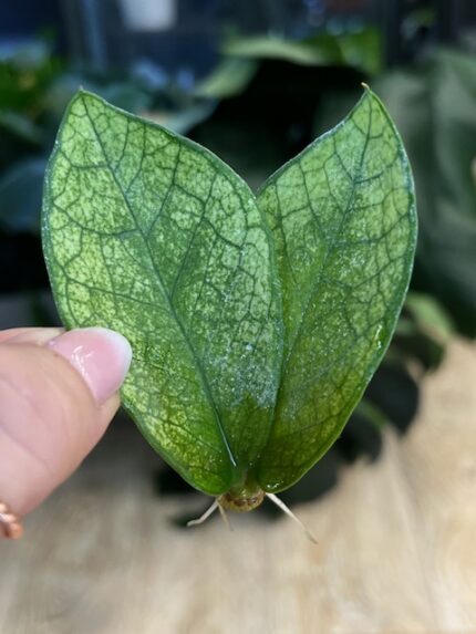 Zamioculcas zamiifolia "Chameleon" / Cięta sadzonka ukorzeniona 2-listna